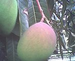 Mangoforo1.jpg