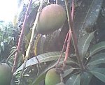 Mangoforo2.jpg
