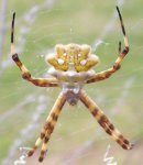 Araña.jpg