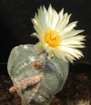 Astrophytum myriostigma tricostatum 14.JPG