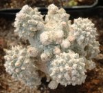 Astrophytum myriostigma lotusland 10.JPG