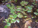 DSCN6375.jpg