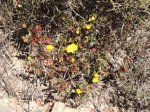 Helianthemum marifolium.jpg