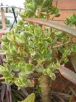 29 Crássula ovata variegata.jpg