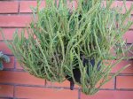 39 Crassula lycopodioides muscosa.JPG