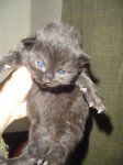 chaton4[1][1].1.JPG