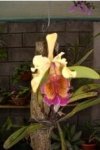 CIMG0682ORQUIDEA.JPG