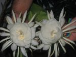 Picture042.jpg