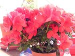 planta1...JPG
