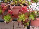 planta3.JPG