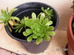 planta2.JPG