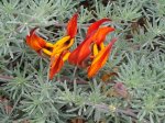 Picopaloma-lotus berthelotii.jpg