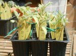 Reajustado_Mis tomates Rey 2 con un mes.jpg