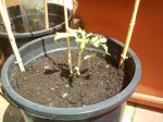 Reajustado_Mis tomates Rey 4 con 42 dias.jpg