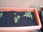 Reajustado_Mis tomates Rey 5 con 42 dias.jpg