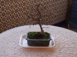 Bonsai 1.jpg