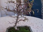 Bonsai 2.jpg
