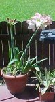 flor.JPG