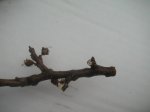 PICT0003.JPG