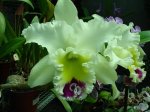 DSC00946.JPG