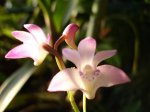 DSC00970.JPG