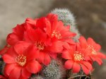 Rebutia (R) minuscula senilis 10.JPG