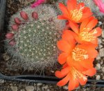 Rebutia minuscula senilis 05.JPG