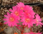 Rebutia minuscula senilis lilacinorosea 03.JPG