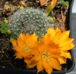 Rebutia (R) minuscula senilis iseliana 02.JPG