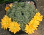 Rebutia (R) minuscula senilis kesserlingiana 13.JPG