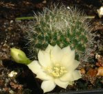 Rebutia (R) minuscula senilis cv Rose of York 01.JPG
