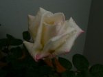fotos papas2 126.jpg