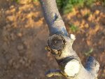 arboles7 15-04-07.jpg