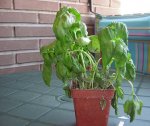 ALBAHACA 1.JPG