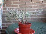 lavanda 1.JPG