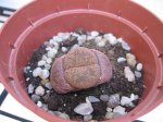 lithops.jpg