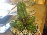 DSC00177.JPG