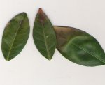 hojas mini mandarino.jpg