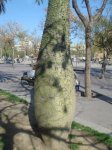 arbol.jpg