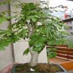 DSC04633.JPG