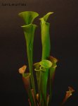 sarracenia_flava.JPG