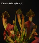 sarracenia_hybrido.JPG