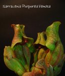 sarracenia_purpurea_venosa.JPG