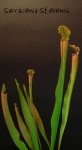 sarracenia_stevensii.JPG