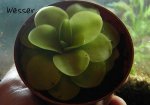 pinguicula_wesser.JPG