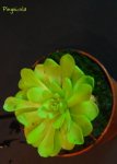 Pinguicula.JPG