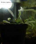 drosera_capensis_alba.JPG