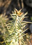juniperusoxycedrus_15abr07.jpg