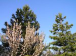 prunusdulcis2_15abr07.jpg
