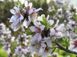 prunusdulcis_15abr07.jpg